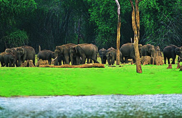 The Periyar Tiger Reserve