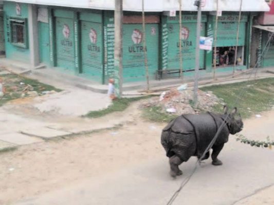 Rhino on rampage in Nepal