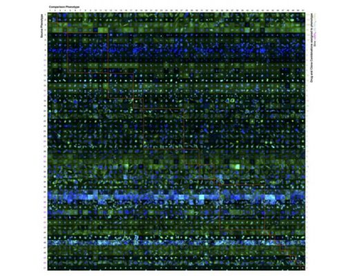 A comparison of 51 diverse phenotypes that an active learner identified by the final round of experiments it performed. The phenotypes have been roughly organized in the display by similarity; the learner in several cases identified phenotypes that were created by different drugs that visually were subtly different. Credit: Armaghan Naik and Robert F. MurphyClose